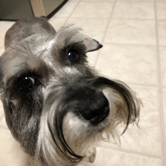 Meet your Posher, David - Picture 1 of 1